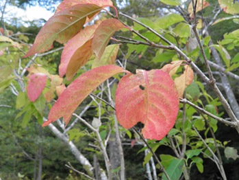 Uwa-Mizu-Zakura (Japanese Bird Cherry) Changing Colors