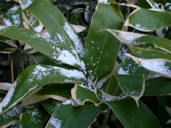 Snow Collecting on Some Sasa (Bamboo Grass Leaves)