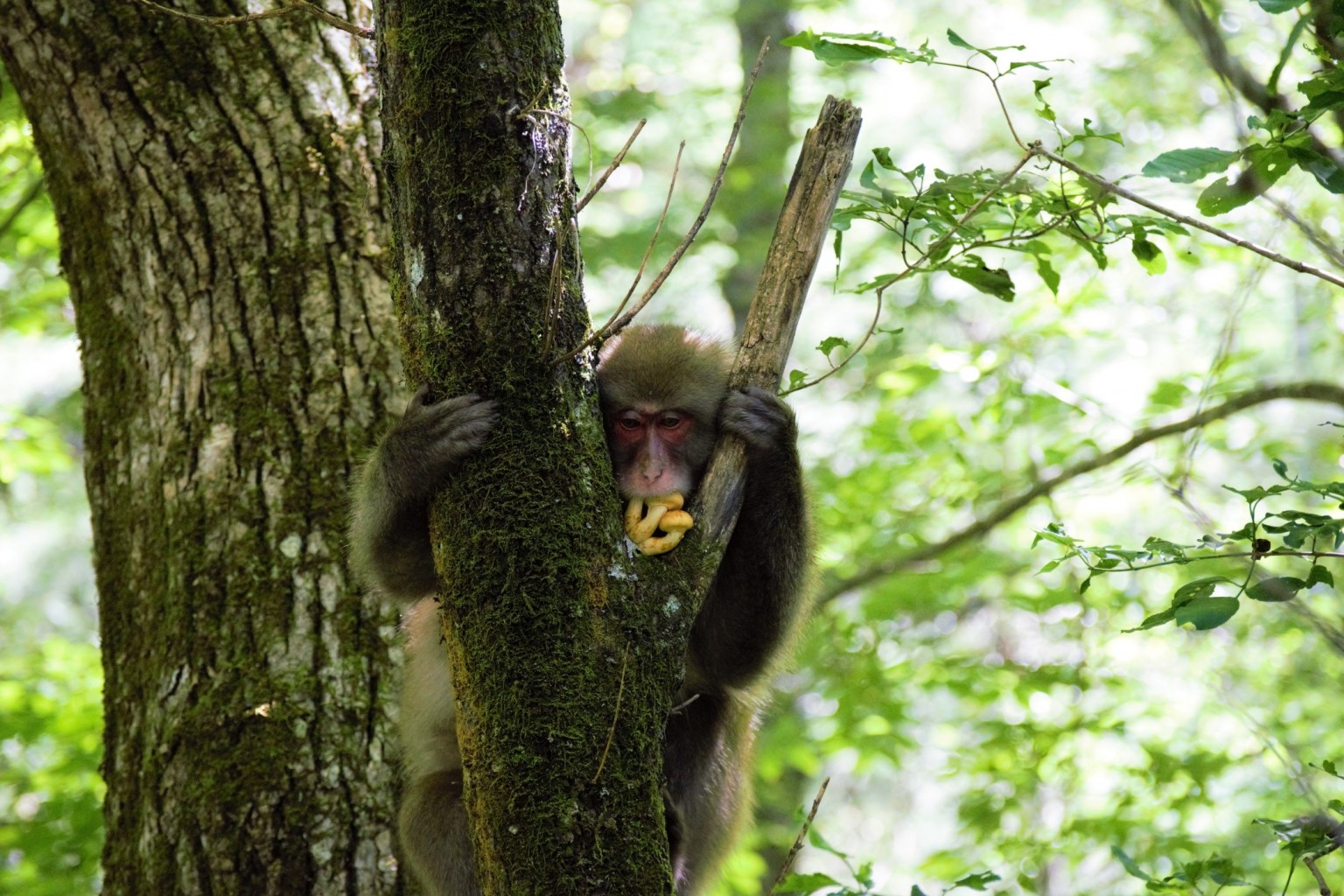 yes-we-have-no-bananas-mid-week-mini-blog-japan-alps-kamikochi